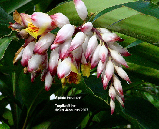 Alpinia zerumbet - Shell flower ginger