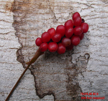 Anthurium gracile - Red Pearls Anthurium seeds