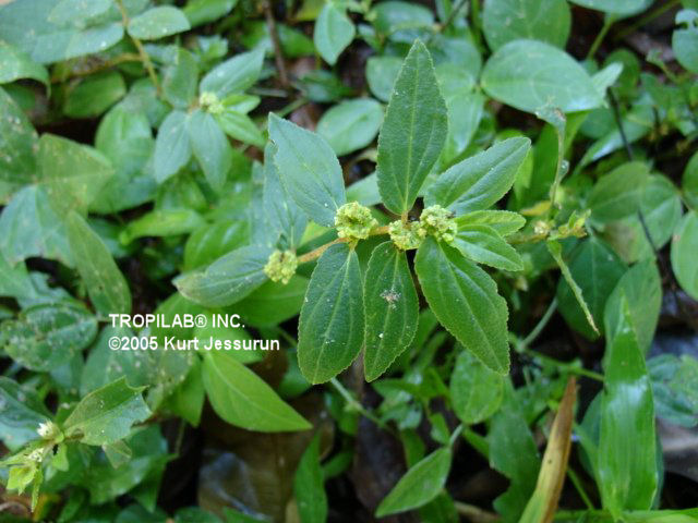 Euphorbia hirta, Asthma weed, used to treat bronchial asthma, upper respiratory tract infection (URTI) and 
laryngeal (throat) spasm. Also used in the treatment of intestinal amoebic dysentery and the treatment of syphilis