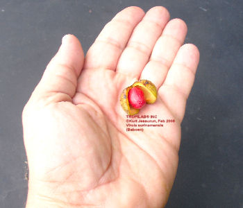 Virola surinamensis seed