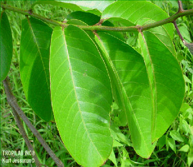 Banaba,Lagerstroemia speciosa leaves - Tropilab.