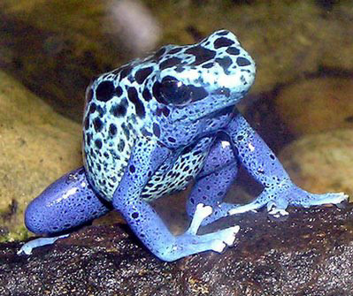Amazon Rainforest - Blue poison dart frog 