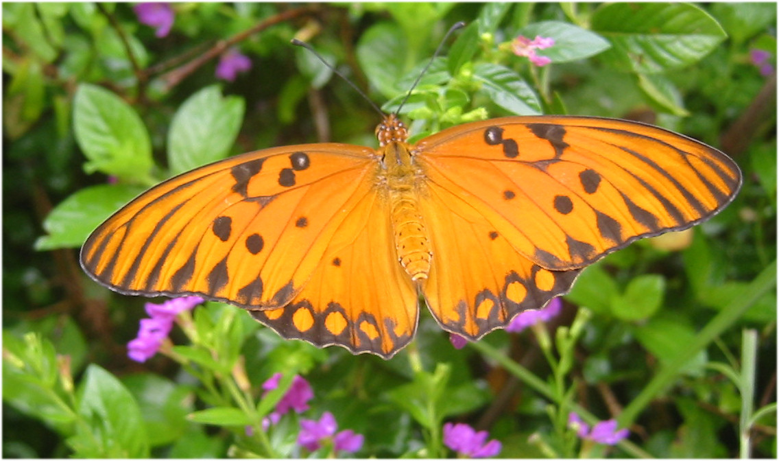 Amazon Rainforest - Passion butterfly (Agraulis vanillae)