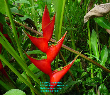 Heliconia bihai - Red palulu