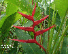 Heliconia Red 