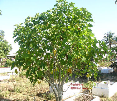 Jatropha curcas grown tree