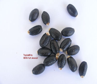 seeds Jatropha curcas oil production