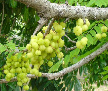Phyllanthus acidus- Malay gooseberry fruits