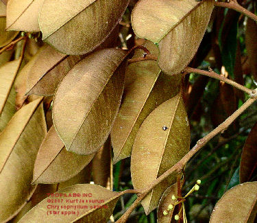 Chrysophyllum cainito (Star apple) leaves