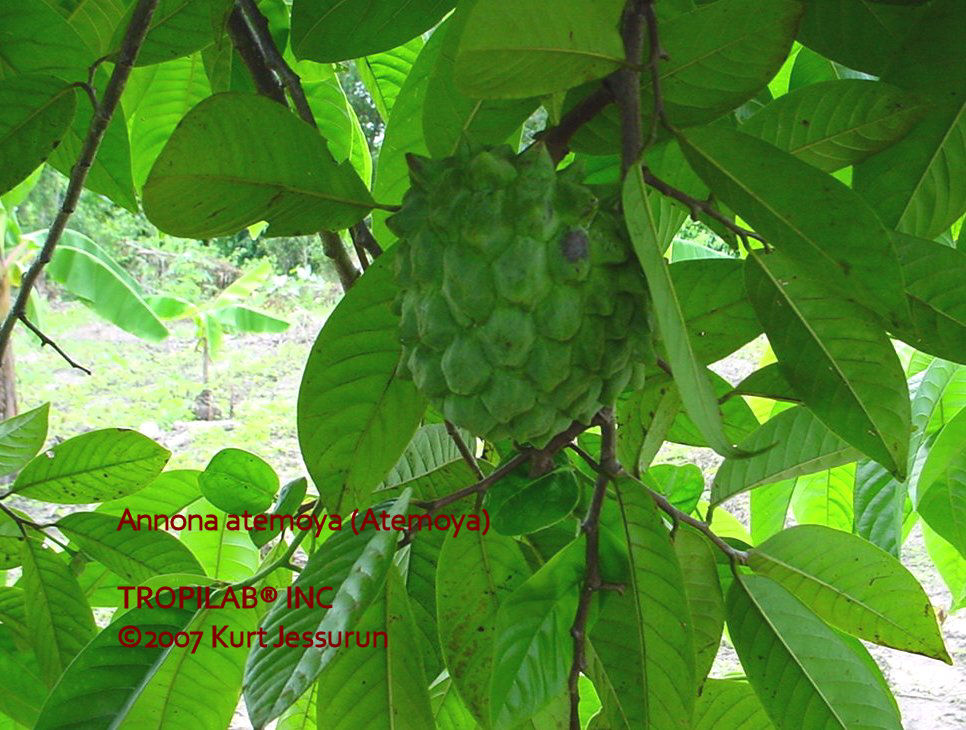 Annona atemoya young fruit