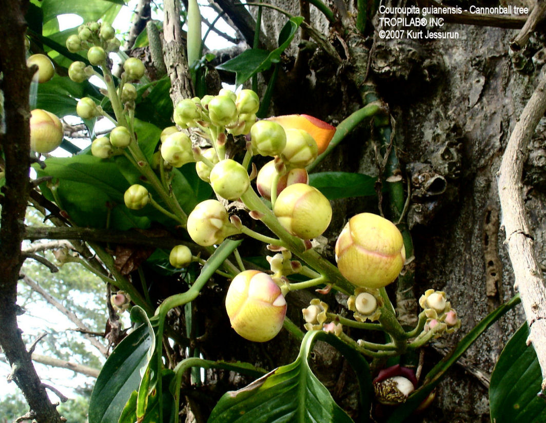 Couroupita guianensis- Cannonball tree flowers