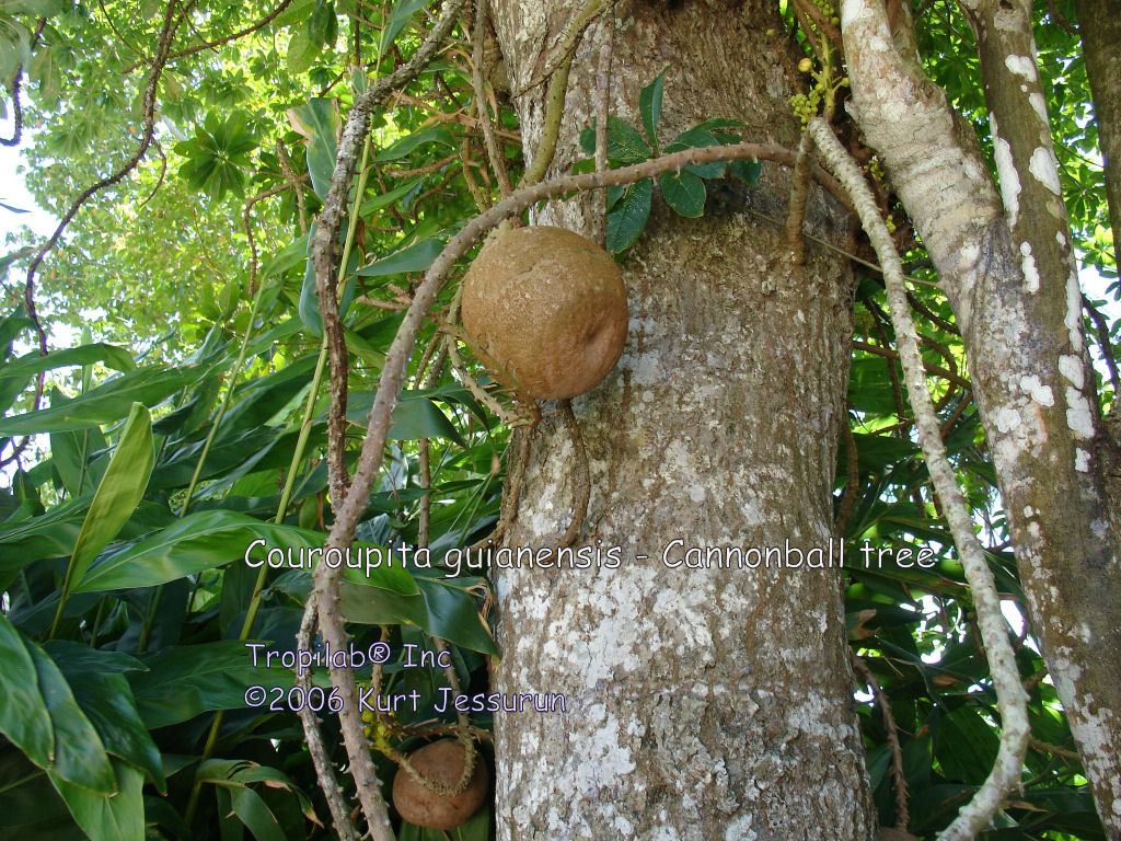 Couroupita guianensis- Cannonball tree fruit