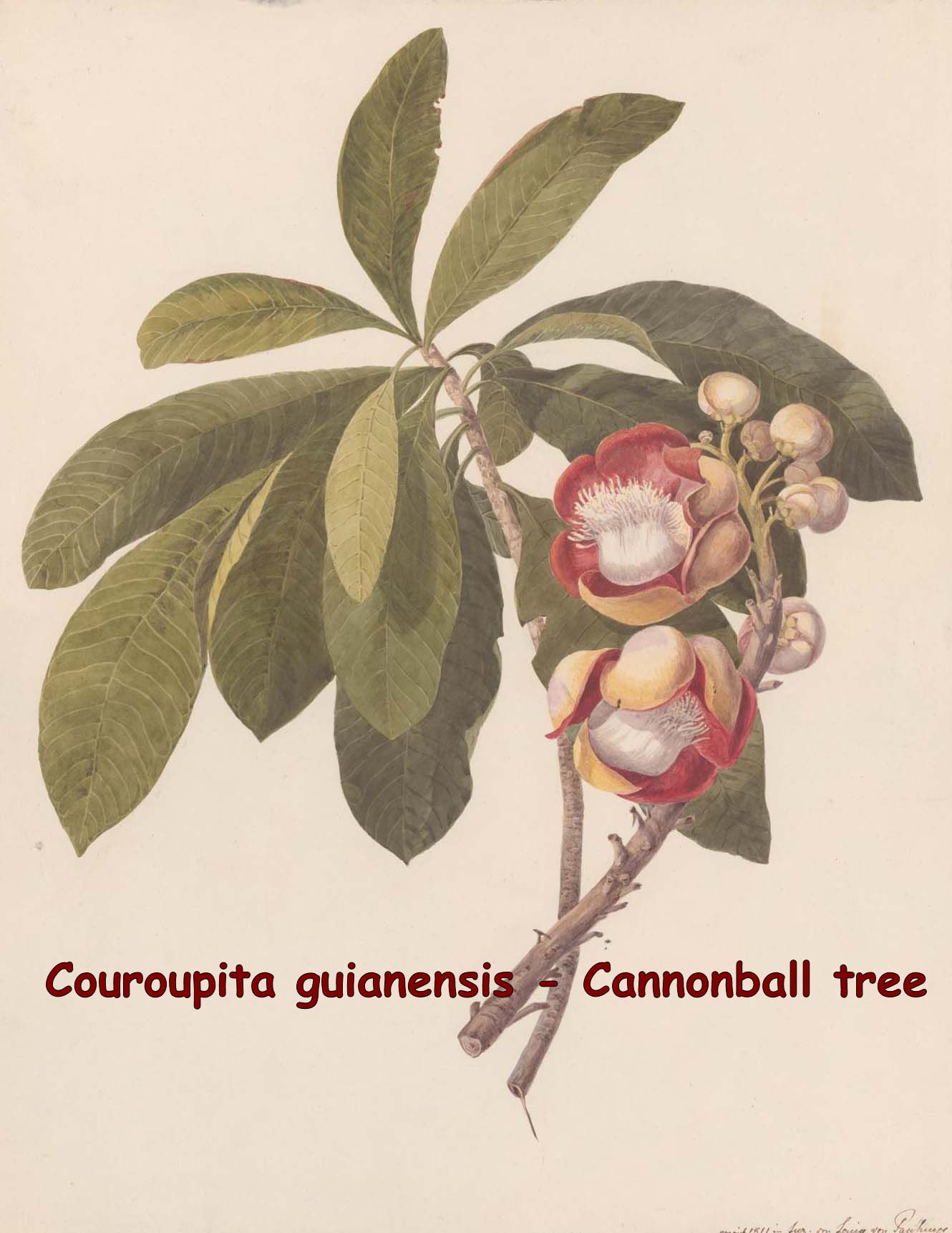 Couroupita guianensis- Cannonball tree 