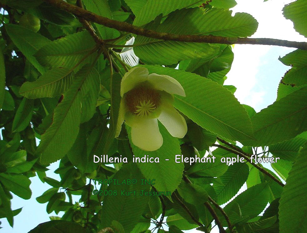 Dillenia indica - Elephant apple flower