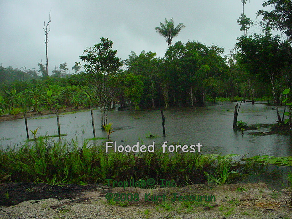 Field day flooded forest
