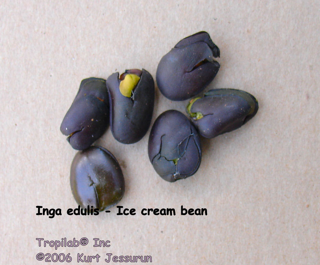 Inga edulis - Ice cream bean seeds