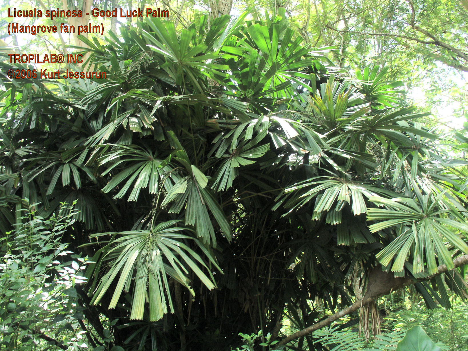 Licuala spinosa - Good luck palm