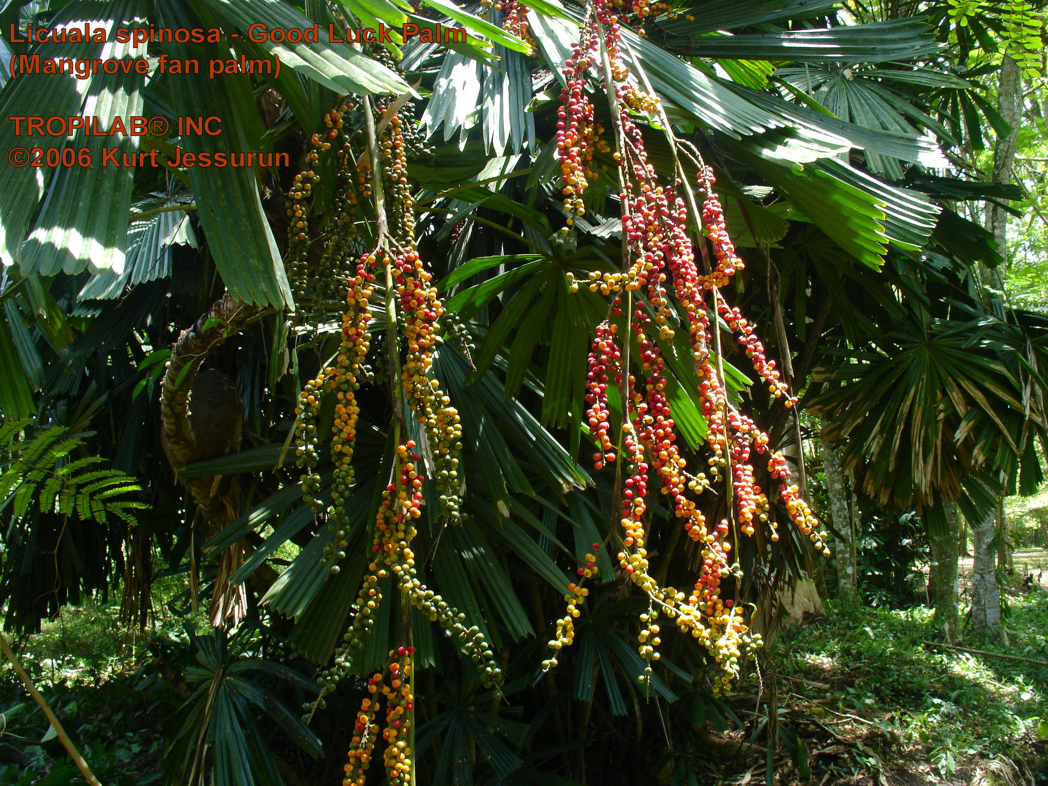 Licuala spinosa young fruits