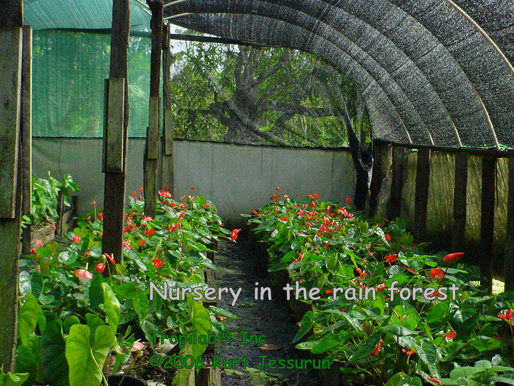Nursery in the rain forest