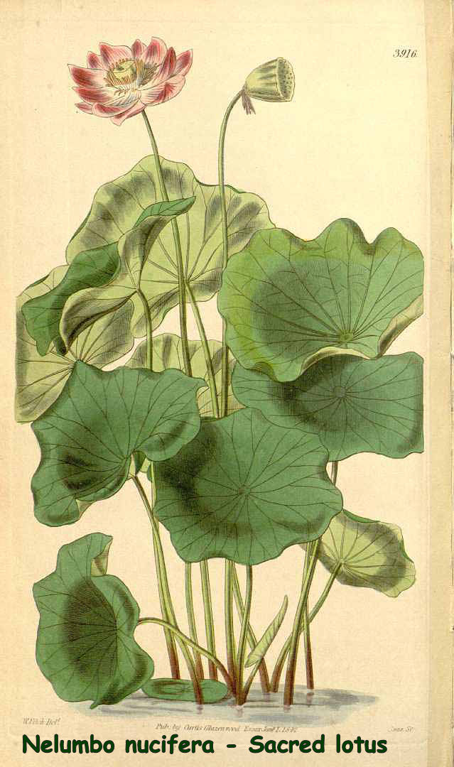 Nelumbo nucifera - Sacred lotus