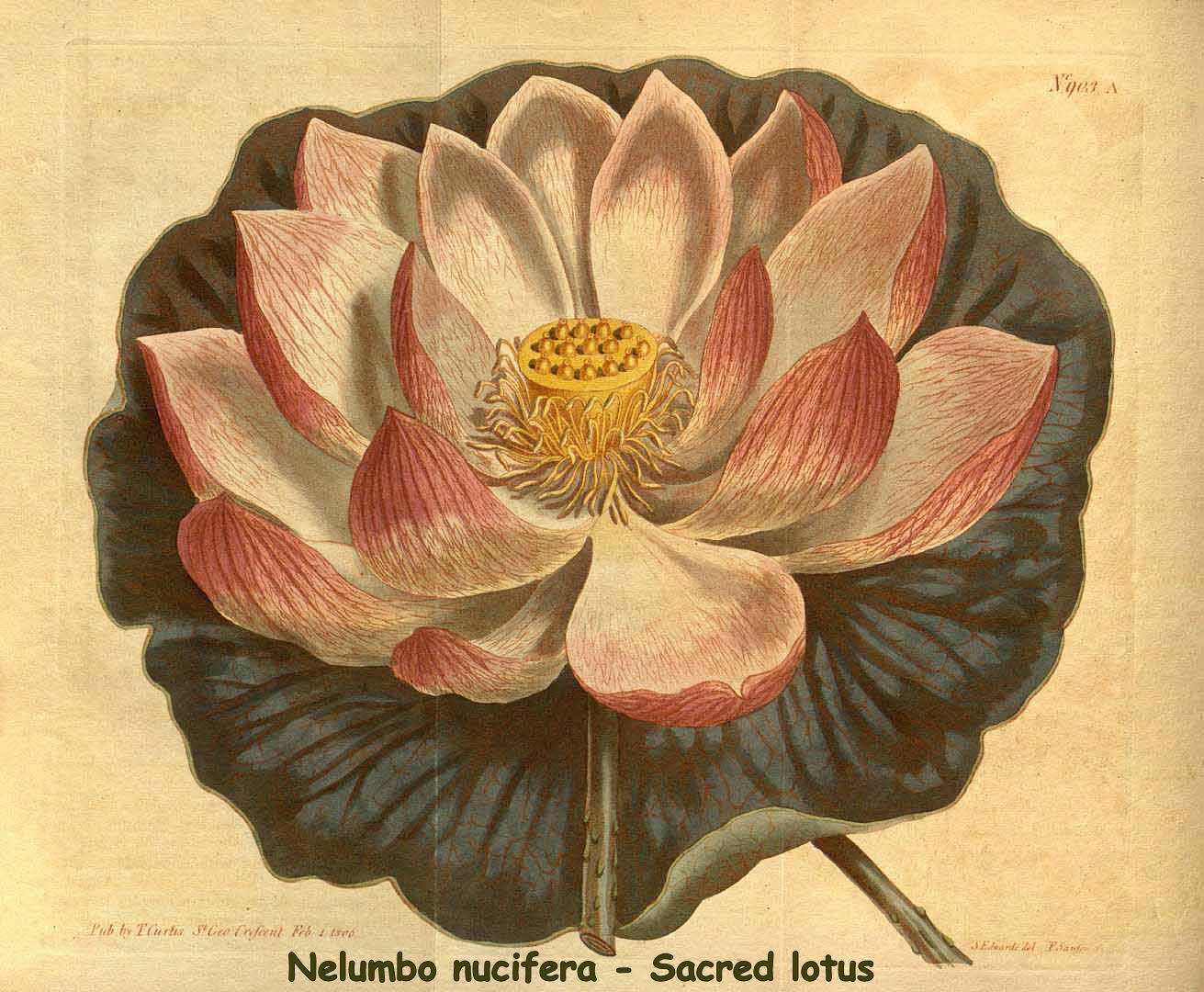 Nelumbo nucifera - Sacred lotus