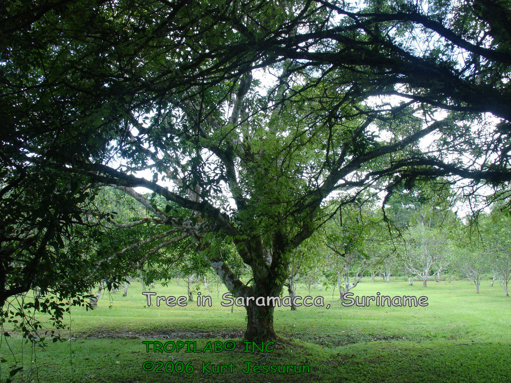 Beautiful tree in Saramacca, Suriname