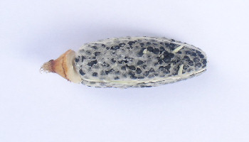 Aframomum melegueta - Alligator pepper viable seeds. Seeds have general anti-microbial properties similar to many spices; they have molluscicidal and repellant properties as well.