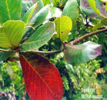 Terminalia catappa - Tropical almond. The leaves seem to get rid of intestinal parasites; treat eye problems, rheumatism, wounds.
 The bark extract promotes considerable wound-healing activity. Stops the bleeding during teeth extraction.