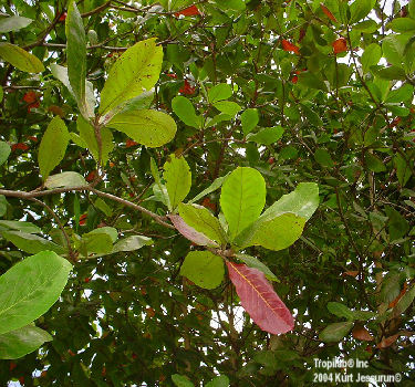 Terminalia catappa - Tropical almond. All parts of the plant (leaves, bark, roots, fruit and wood) are used in traditional
 medicine, such as in dysentery; dressing of rheumatic joints; treating coughs and asthma. The fruit may be helpful in treatment of leprosy, headaches, in reducing travel nausea.