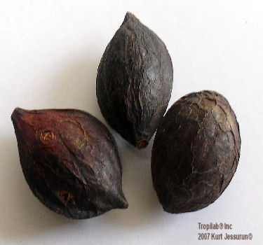 Terminalia catappa - Tropical almond seeds. The kernel of the seed has aphrodisiac activity and may be useful in the treatment of
 certain forms of sexual inadequacies, such as premature ejaculation.