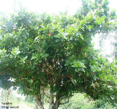 Terminalia catappa - Tropical almond tree