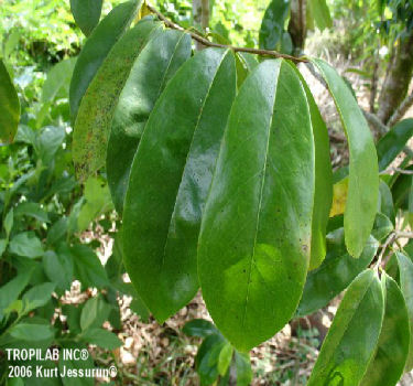 Annona muricata (Graviola or Soursop) leaves