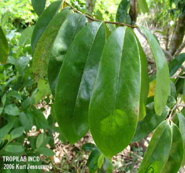 Annona muricata leaves