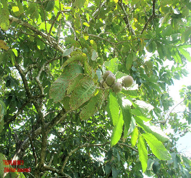 Lagerstroemia speciosa - Banaba leaves