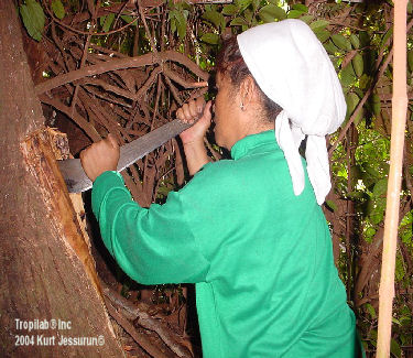 harvesting Pao pereira bark