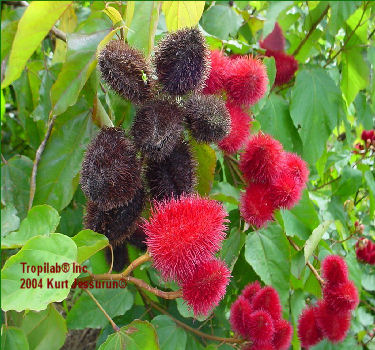 Bixa orellano red-Annato seedpods. Seeds are used as dye for the food -, cosmetic - and soap industries