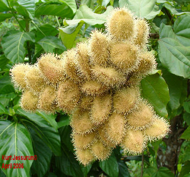 Bixa orellena yellow-Annato seedpods. Seeds are used as dye for the food -, cosmetic - and soap industries