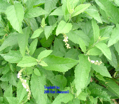 Cordia curassavica - Black sage. Leaves are used to treat colds and cough; also to treat infections, rheumatism and arthritis. Due
 to the anti-inflammatory it is also used against skin diseases, malaria, flu and fever.