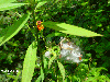 Asclepias curassavica