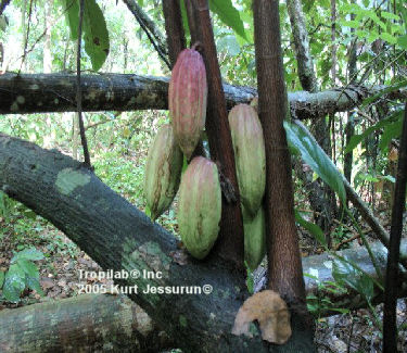 Cacao fruits on tree