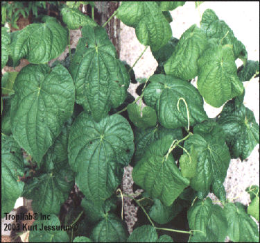 Piper marginatum - Cake bush