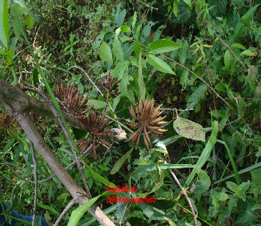 Uncaria guianensis with seedpods