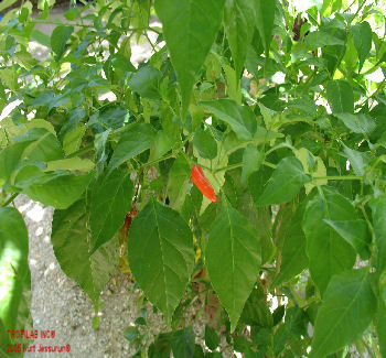 Capsicum fruticosum - Cayenne pepper