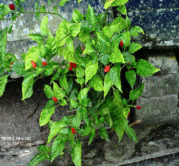 Capsicum frutescens - Cayenne pepper