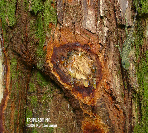 Cedrela odorata, Spanish cedar, taking resin from the tree