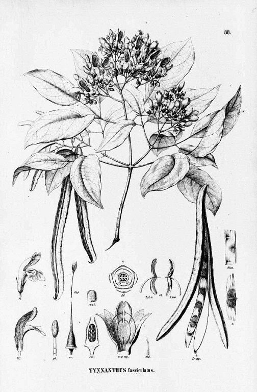 Tynanthus fasciculatus