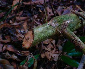 STRYCHNOS GUIANENSIS BARK