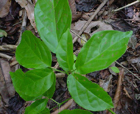 STRYCHNOS GUIANENSIS