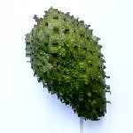 Annona muricata - Soursop, also called Graviola