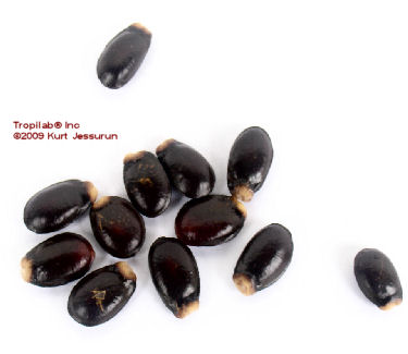 Annona muricata - Graviola seeds